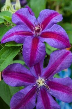 Mrs. Norman Thompson Clematis - 1 Gallon Pot -Flowers World Shop clematis mrs n thompson 7