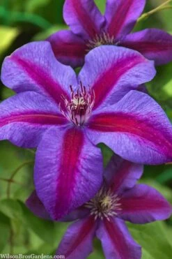 Mrs. Norman Thompson Clematis - 1 Gallon Pot -Flowers World Shop clematis mrs norman thompson 21