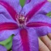 Mrs. Norman Thompson Clematis - 1 Gallon Pot -Flowers World Shop clematis mrs norman thompson 26