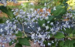 Mrs. Robert Brydon Clematis - 1 Gallon Pot -Flowers World Shop clematis mrs robert brydon 11