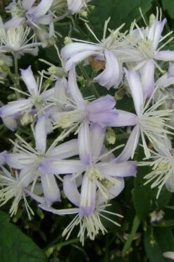 Mrs. Robert Brydon Clematis - 1 Gallon Pot -Flowers World Shop clematis mrs robert brydon 3