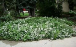 Mrs. Robert Brydon Clematis - 1 Gallon Pot -Flowers World Shop clematis mrs robert brydon 4