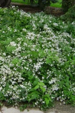 Mrs. Robert Brydon Clematis - 1 Gallon Pot -Flowers World Shop clematis mrs robert brydon 6