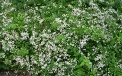 Mrs. Robert Brydon Clematis - 1 Gallon Pot -Flowers World Shop clematis mrs robert brydon 7