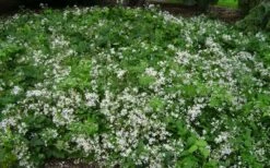 Mrs. Robert Brydon Clematis - 1 Gallon Pot -Flowers World Shop clematis mrs robert brydon 8