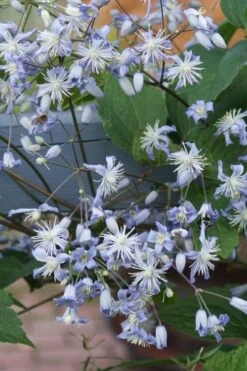 Mrs. Robert Brydon Clematis - 1 Gallon Pot -Flowers World Shop clematis mrs robert brydon 9