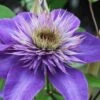 Multi Blue Clematis - 1 Gallon Pot 2 Multi Blue Clematis - 1 Gallon Pot -Flowers World Shop clematis multi blue 1 1