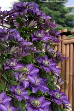 Multi Blue Clematis - 1 Gallon Pot 10 Multi Blue Clematis - 1 Gallon Pot -Flowers World Shop clematis multi blue 3 1