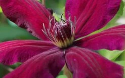 Niobe Clematis - 1 Gallon Pot -Flowers World Shop clematis niobe 1
