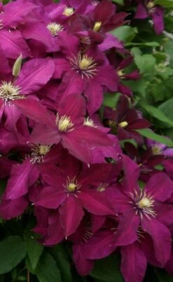 Niobe Clematis - 1 Gallon Pot -Flowers World Shop clematis niobe 2