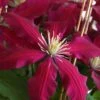 Niobe Clematis - 1 Gallon Pot -Flowers World Shop clematis niobe 4