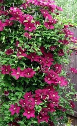 Niobe Clematis - 1 Gallon Pot -Flowers World Shop clematis niobe 5