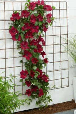 Nubia Clematis - 1 Gallon Pot -Flowers World Shop clematis nubia 1