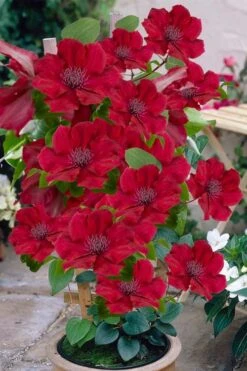 Nubia Clematis - 1 Gallon Pot -Flowers World Shop clematis nubia 3