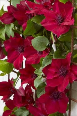 Nubia Clematis - 1 Gallon Pot -Flowers World Shop clematis nubia 4