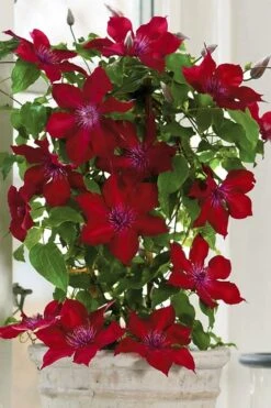 Nubia Clematis - 1 Gallon Pot -Flowers World Shop clematis nubia 5