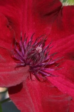Nubia Clematis - 1 Gallon Pot -Flowers World Shop clematis nubia 6