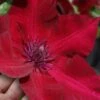 Nubia Clematis - 1 Gallon Pot 1 Nubia Clematis - 1 Gallon Pot -Flowers World Shop clematis nubia 7
