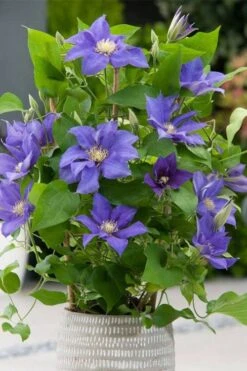 Olympia Clematis - 1 Gallon Pot -Flowers World Shop clematis olympia 1