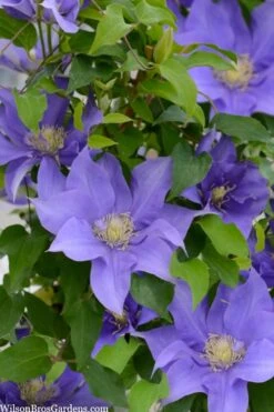 Olympia Clematis - 1 Gallon Pot -Flowers World Shop clematis olympia 2