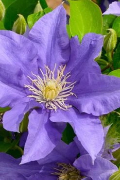 Olympia Clematis - 1 Gallon Pot -Flowers World Shop clematis olympia 3