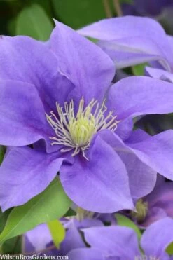 Olympia Clematis - 1 Gallon Pot -Flowers World Shop clematis olympia 5