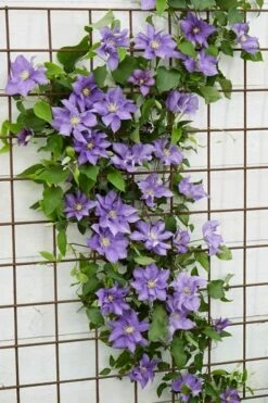 Olympia Clematis - 1 Gallon Pot -Flowers World Shop clematis olympia 6