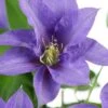 Olympia Clematis - 1 Gallon Pot -Flowers World Shop clematis olympia 8