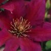 Picardy Clematis - 1 Gallon Pot -Flowers World Shop clematis picardy 7