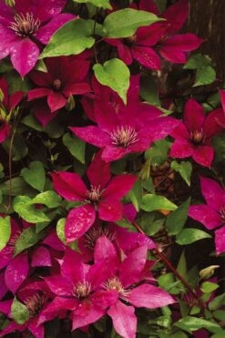 Picardy Clematis - 1 Gallon Pot 9 Picardy Clematis - 1 Gallon Pot -Flowers World Shop clematis picardy 9