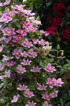 Piilu Clematis (Little Duckling) - 1 Gallon Pot 10 Piilu Clematis (Little Duckling) - 1 Gallon Pot -Flowers World Shop clematis piilu 1
