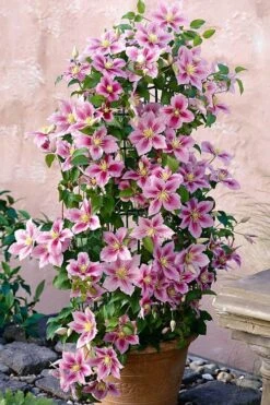 Piilu Clematis (Little Duckling) - 1 Gallon Pot 11 Piilu Clematis (Little Duckling) - 1 Gallon Pot -Flowers World Shop clematis piilu 3