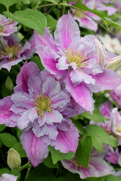 Piilu Clematis (Little Duckling) - 1 Gallon Pot 3 Piilu Clematis (Little Duckling) - 1 Gallon Pot