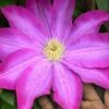 Pink Champagne Clematis - 1 Gallon Pot -Flowers World Shop clematis pink champagne 10