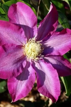 Pink Champagne Clematis - 1 Gallon Pot -Flowers World Shop clematis pink champagne 2