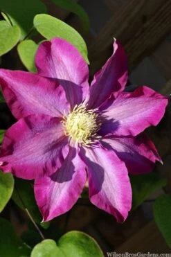 Pink Champagne Clematis - 1 Gallon Pot -Flowers World Shop clematis pink champagne