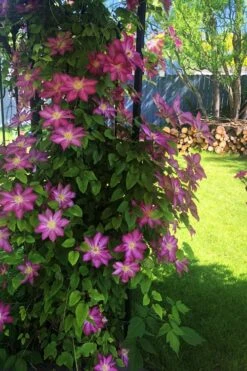 Pink Champagne Clematis - 1 Gallon Pot -Flowers World Shop clematis pink champagne 4