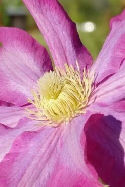 Pink Champagne Clematis - 1 Gallon Pot -Flowers World Shop clematis pink champagne 6