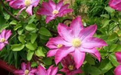 Pink Champagne Clematis - 1 Gallon Pot -Flowers World Shop clematis pink champagne 8
