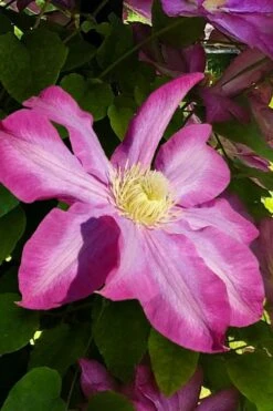 Pink Champagne Clematis - 1 Gallon Pot -Flowers World Shop clematis pink champagne 9