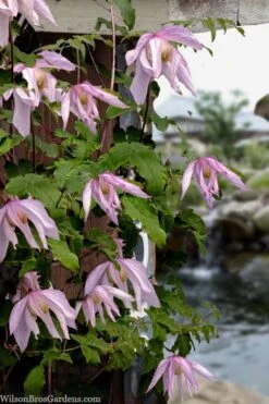 Pink Flamingo Clematis - 1 Gallon Pot -Flowers World Shop clematis pink flamingo 9