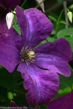 Polish Spirit Clematis - 1 Gallon Pot -Flowers World Shop clematis polish spirit 1
