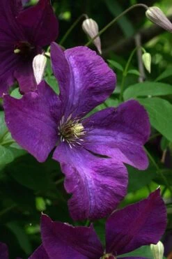 Polish Spirit Clematis - 1 Gallon Pot -Flowers World Shop clematis polish spirit 2