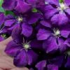 Polish Spirit Clematis - 1 Gallon Pot -Flowers World Shop clematis polish spirit 9