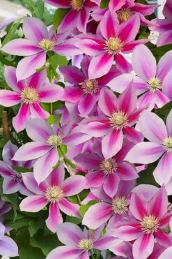 Poseidon Clematis - 1 Gallon Pot -Flowers World Shop clematis poseidon 11