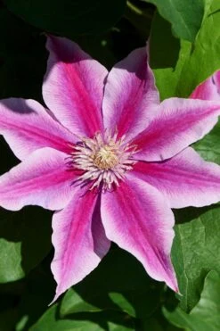 Poseidon Clematis - 1 Gallon Pot -Flowers World Shop clematis poseidon 9