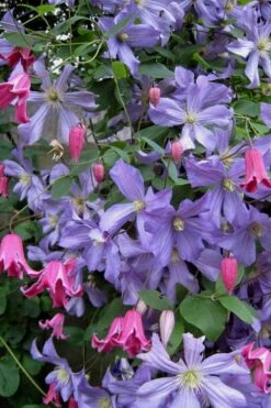 Prince Charles Clematis - 1 Gallon Pot 15 Prince Charles Clematis - 1 Gallon Pot -Flowers World Shop clematis prince charles 6