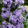 Prince Charles Clematis - 1 Gallon Pot 1 Prince Charles Clematis - 1 Gallon Pot -Flowers World Shop clematis prince charles 7