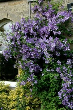 Prince Charles Clematis - 1 Gallon Pot 13 Prince Charles Clematis - 1 Gallon Pot -Flowers World Shop clematis prince charles 9