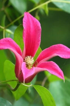 Princess Diana Clematis - 1 Gallon Pot 16 Princess Diana Clematis - 1 Gallon Pot -Flowers World Shop clematis princess diana 3